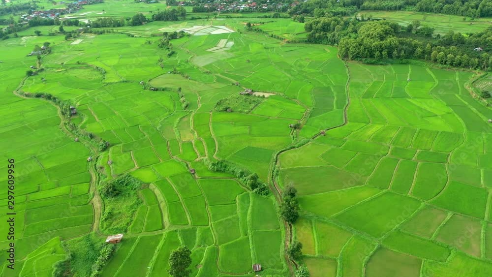Aerial view of agriculture in rice fields for cultivation Aerial view of agriculture in rice fields for cultivation