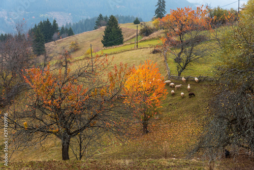 Fototapeta Naklejka Na Ścianę i Meble -  Flock of sheep in autumn nature.