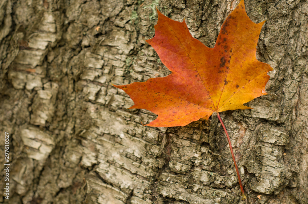 Maple leaf on thank. Autumn background. Natural background 