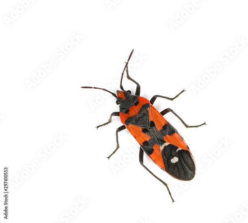 Harlequin bug, Lygaeus equestris isolated on white, clipping path