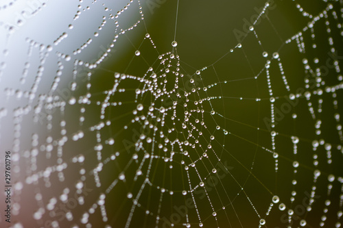 Spinnennetz © Kare1501