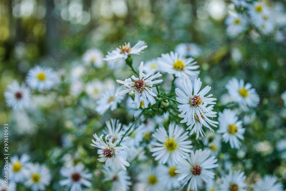 Close-up of common daisy (Bellis perennis) blooming in a meadow in spring. Close-up of common daisy (Bellis perennis) blooming in a meadow in spring.
