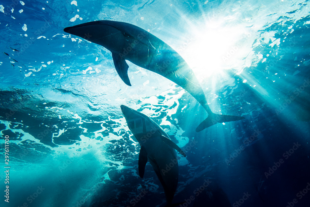 泳ぐイルカのシルエット Stock 写真 Adobe Stock