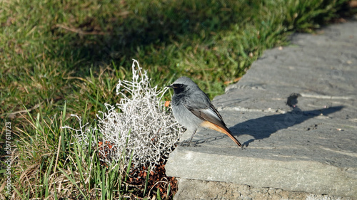 a beautiful black redstart perched on a stone in the garden photo