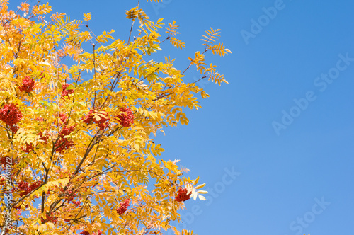 Rowan on branch. Autumn background 