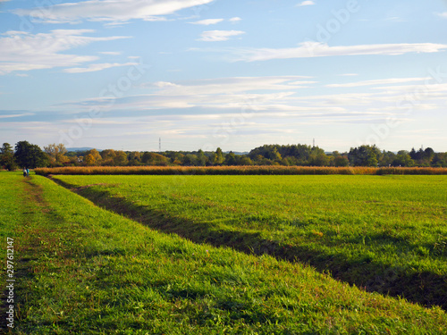 rural landscape with yellow field and blue sky