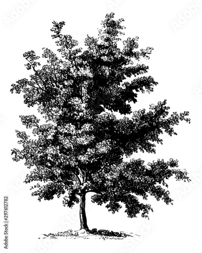 Prunus Serotina (Black Cherry Tree) - Vintage Engraving Illustration	
