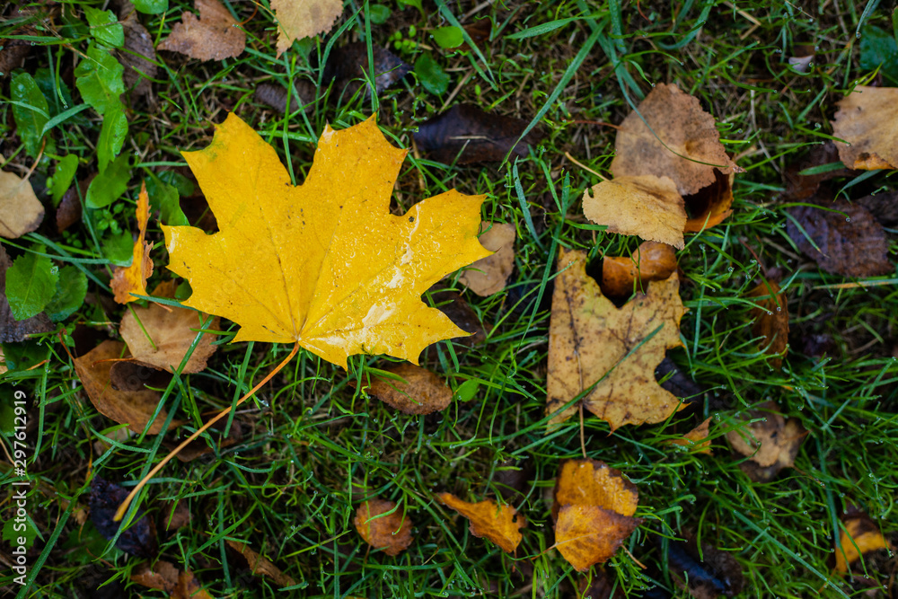 Yellow maple leaf on the ground among green grass Yellow maple leaf on the ground among green grass