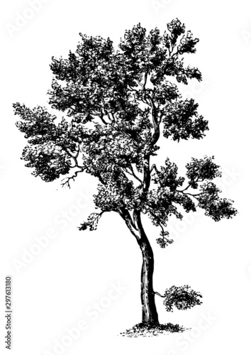 Quercus Suber (Cork Oak Tree) - Vintage Engraving Illustration	 photo