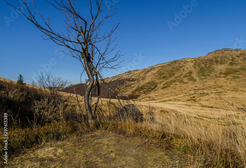 Fototapeta Naklejka Na Ścianę i Meble -  drzewa na połoninie bieszczady
