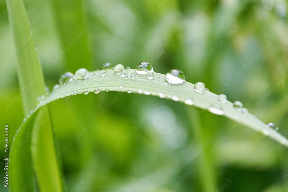 drops closeup on green grass drops closeup on green grass