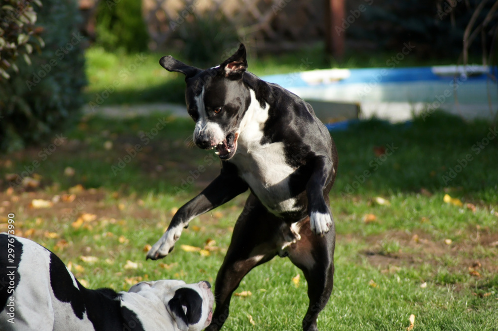Zwei Bulldoggen spielen zusammen im Garten
