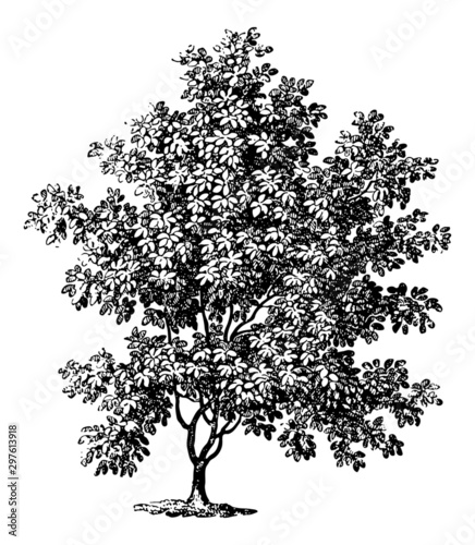Magnolia Tree - Vintage Engraving Illustration	