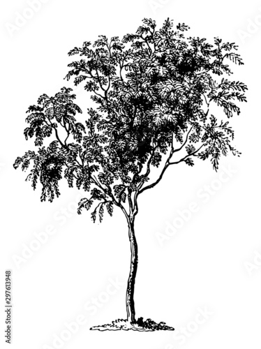 Rowan (Mountain-Ash Tree) - Vintage Engraving Illustration	