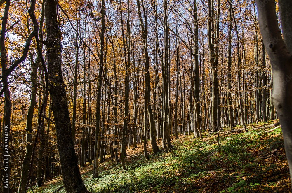Fototapeta premium Jesienny las Bieszczady