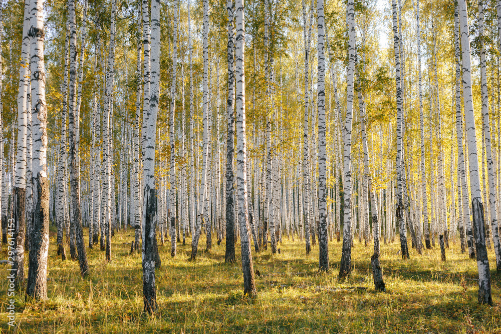 Birch tree grove in evening sunlight. Trunks with white bark. Nature forest landscape in early autumn. Ural, Russia