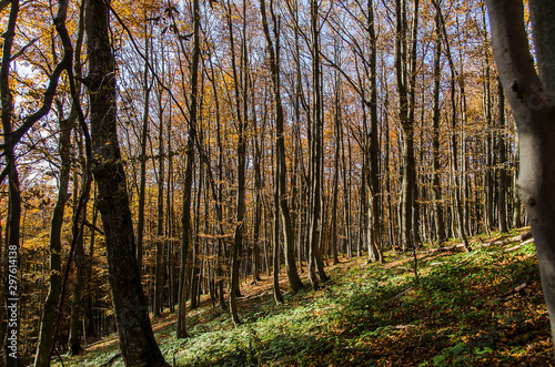 Jesienny las Bieszczady