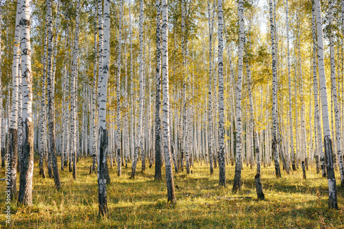 Birch tree grove in evening sunlight. Trunks with white bark. Nature forest landscape in early autumn. Ural  Russia