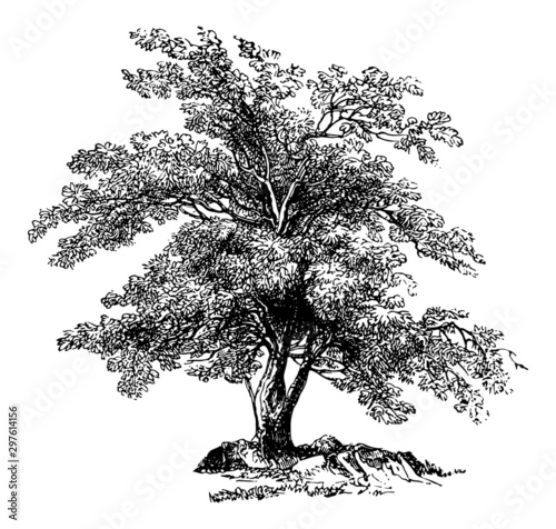 Olea Europaea (Olive Tree) - Vintage Engraving Illustration