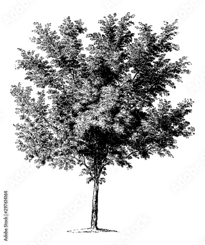 Prunus Persica (Peach Tree) - Vintage Engraving Illustration