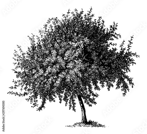 Quince Tree - Vintage Engraving Illustration	