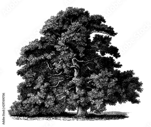 Quercus Petraea (Sessile Oak) - Vintage Engraving Illustration