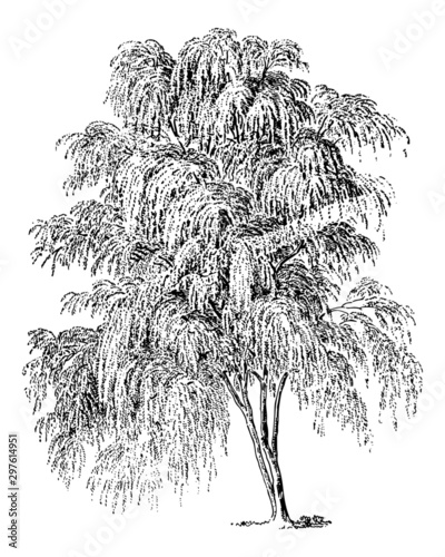 Salix Babylonica (Weeping Willow) - Vintage Engraving Illustration photo