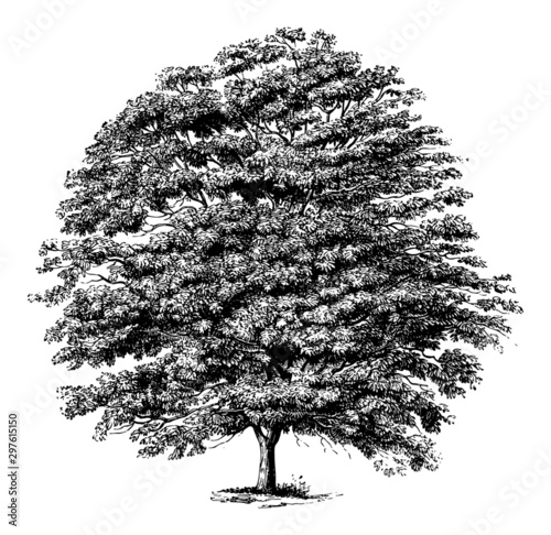 Aesculus flava (The Yellow Buckeye Tree) - Vintage Engraving Illustration