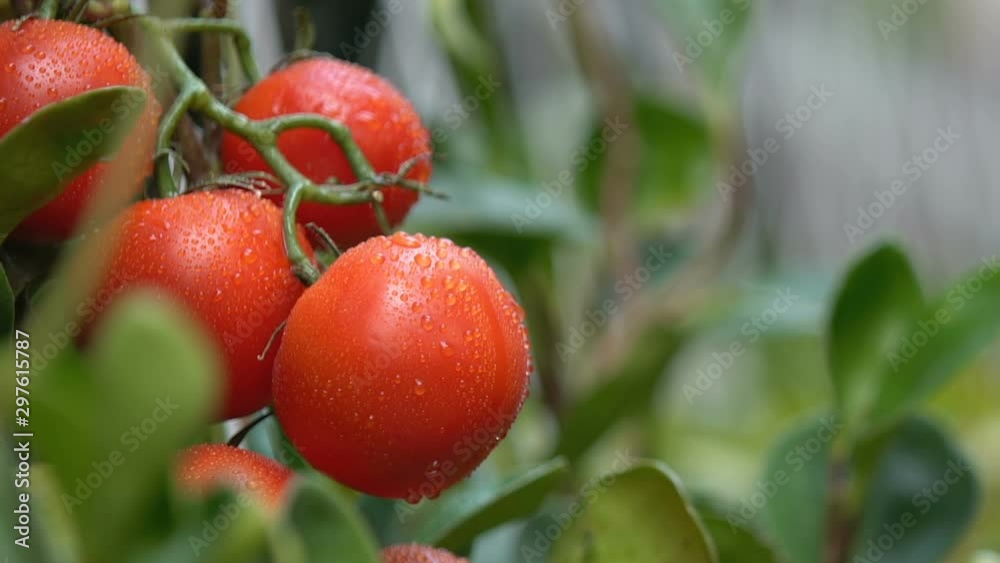 Gardener hand spraying water on tomato plants, organic vegetables cultivation Gardener hand spraying water on tomato plants, organic vegetables cultivation