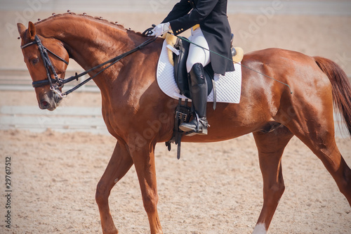 Sorrel beautiful horse with a rider in the saddle performs in dressage competitions, walking on the sandy arena.
