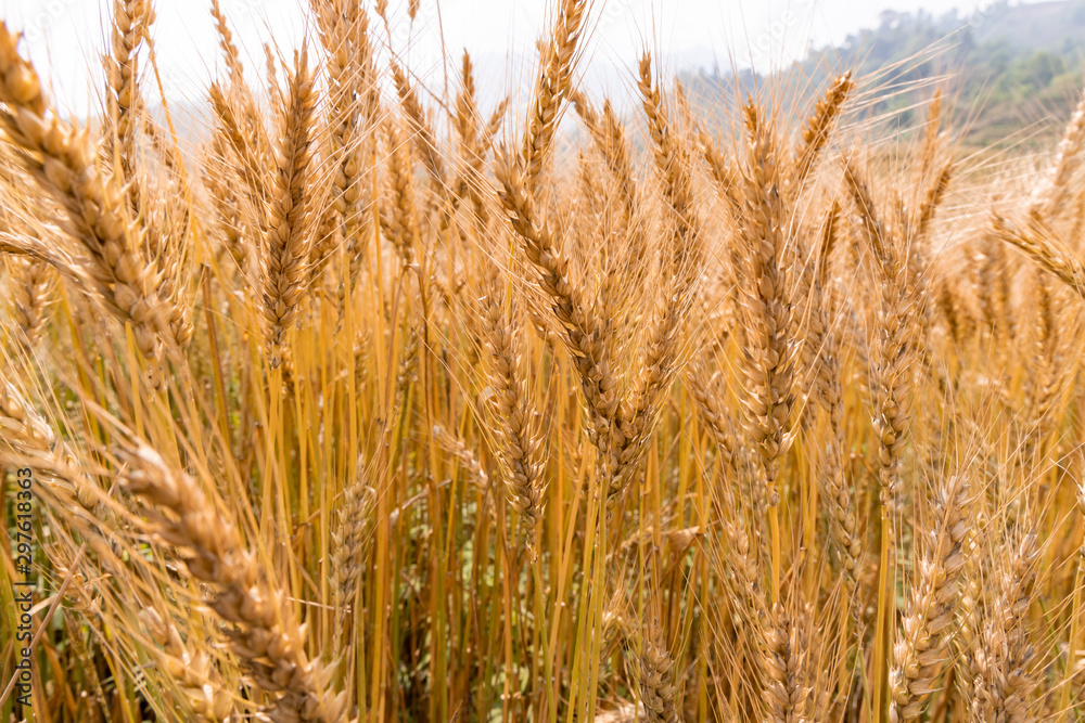 Golden Cornish Barley crops in a field ready for harvest Golden Cornish Barley crops in a field ready for harvest