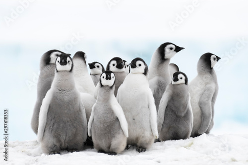 Emperor Penguins chicks on ice in Antarctica