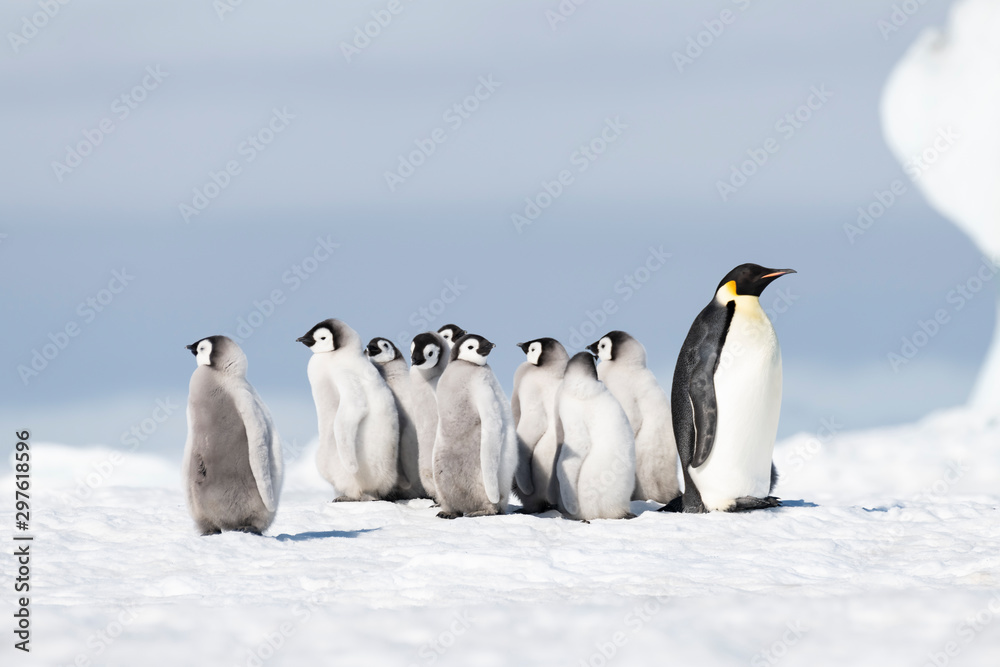 Emperor Penguin with chicks at Snow Hill