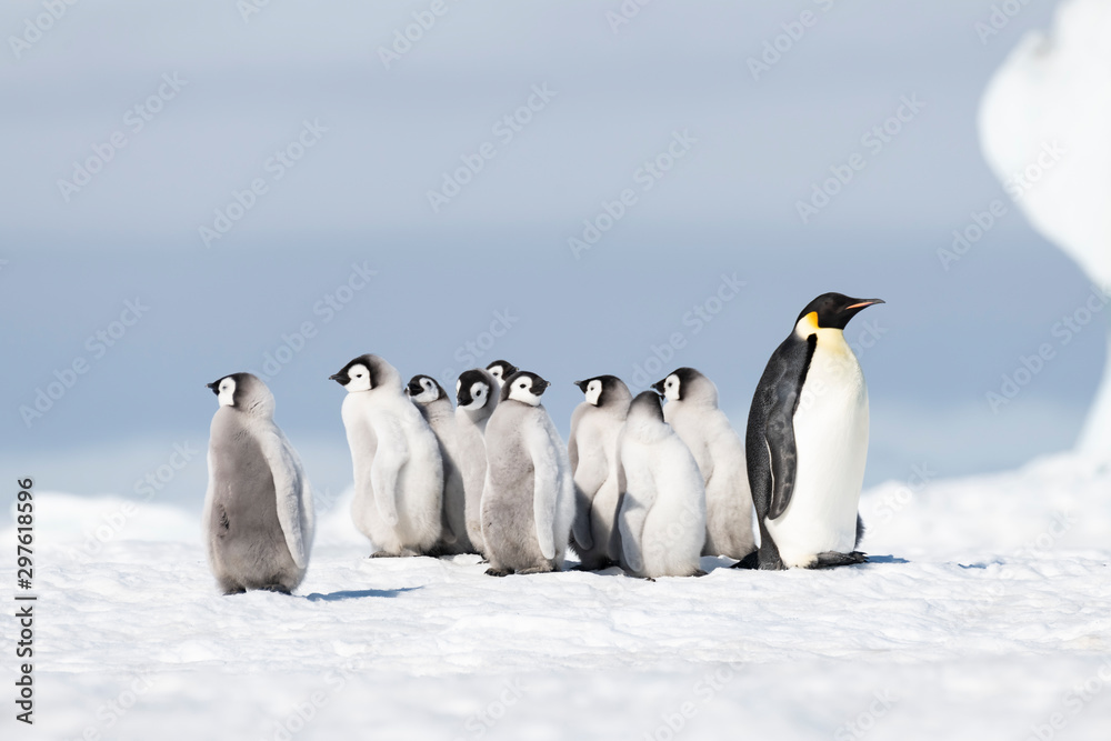 Obraz premium Emperor Penguin with chicks at Snow Hill