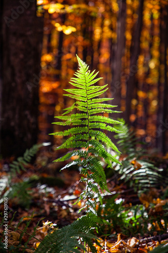 Foto backlit fern in autumn forest