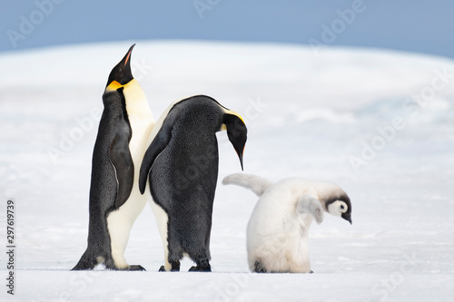 Two Emperor Penguins with chick at Snow Hill