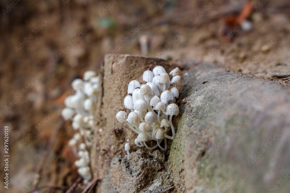 Tiny wild mushroom grows on the corner Tiny wild mushroom grows on the corner