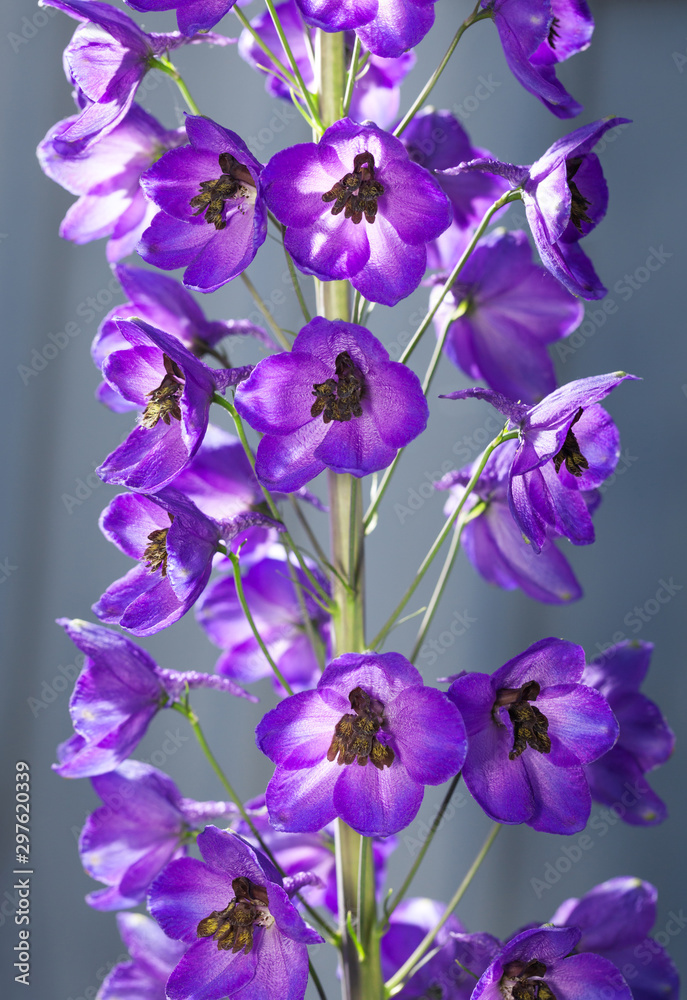 Delphinium Flower blossom cluster