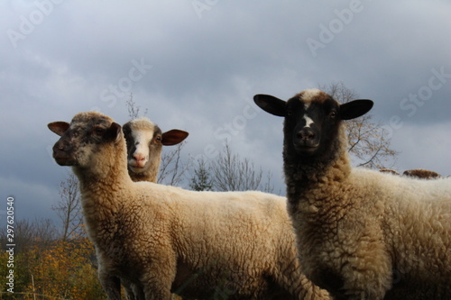 sheep and lamb