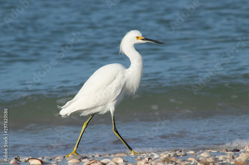 White Bird on beach © Coral Peony