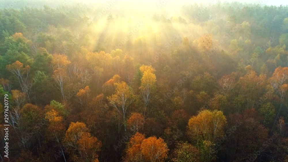 Mixed european autumn forest. Flying over beautiful color autumn trees in foggy sunrise. Sun rays breaking through the trees. Aerial view