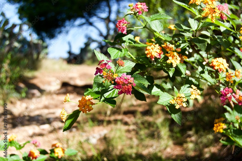 Obraz premium red flowers in the garden
