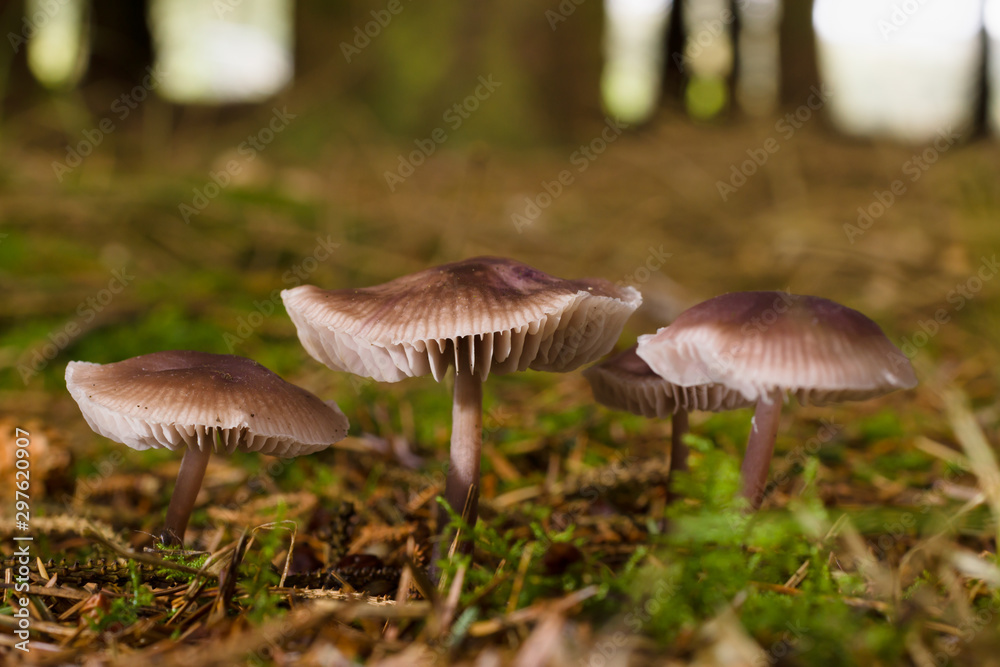 Fototapeta premium Mycena pura or Lilac Bonnet fruiting body also known as the Lilac Bellcap a poisonous fungi common in forests