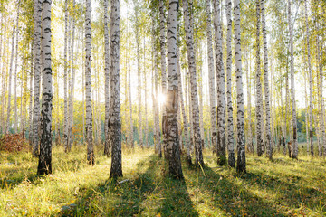 Fotobehang Berkenbos Berkenbos in gouden herfstzon  © Vitaliy Kaplin