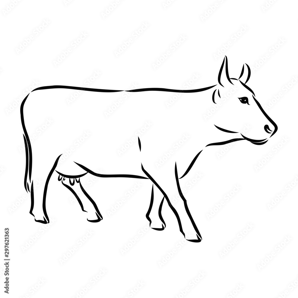 vector illustration of a cow, sketch 