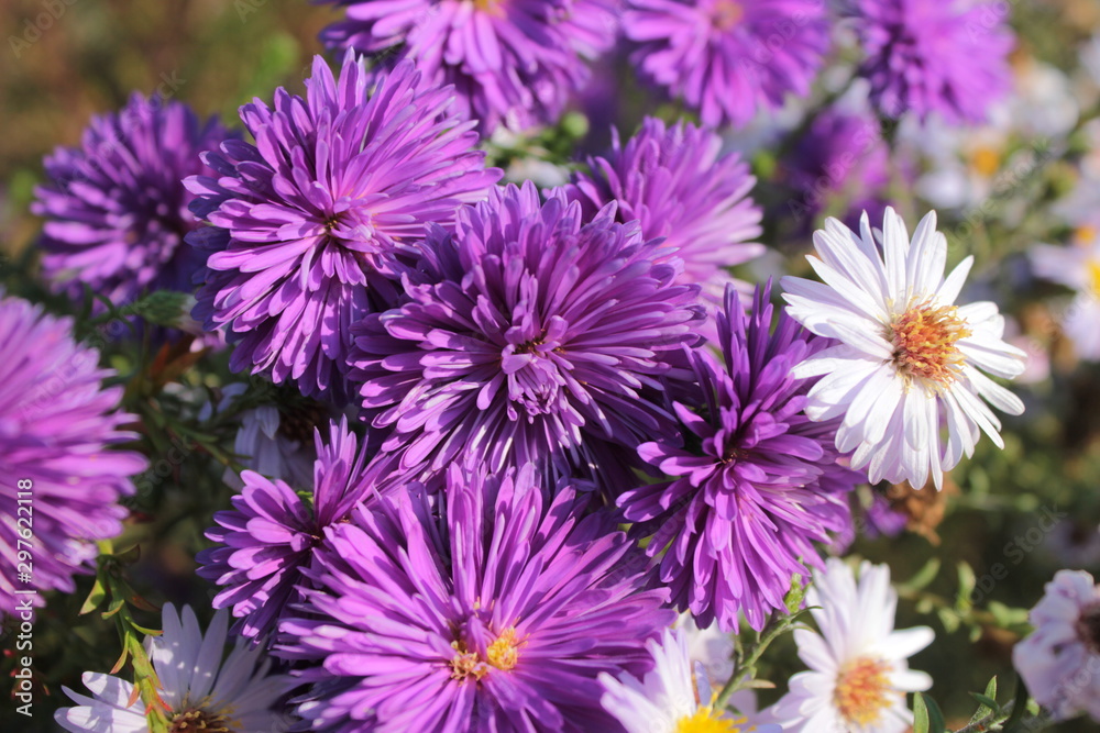 Purple and lilac asters. Purple and lilac asters.