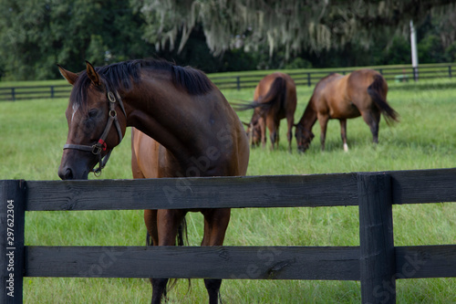 Beautiful horses on a horse breeding ranch in central Florida photo