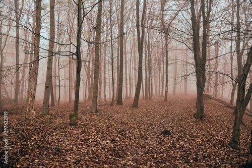 Foggy forest in late autumn, path covered with fallen leaves photo