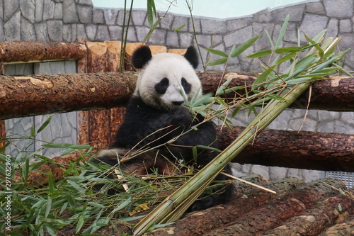 パンダ　食事　笹　大熊猫　熊