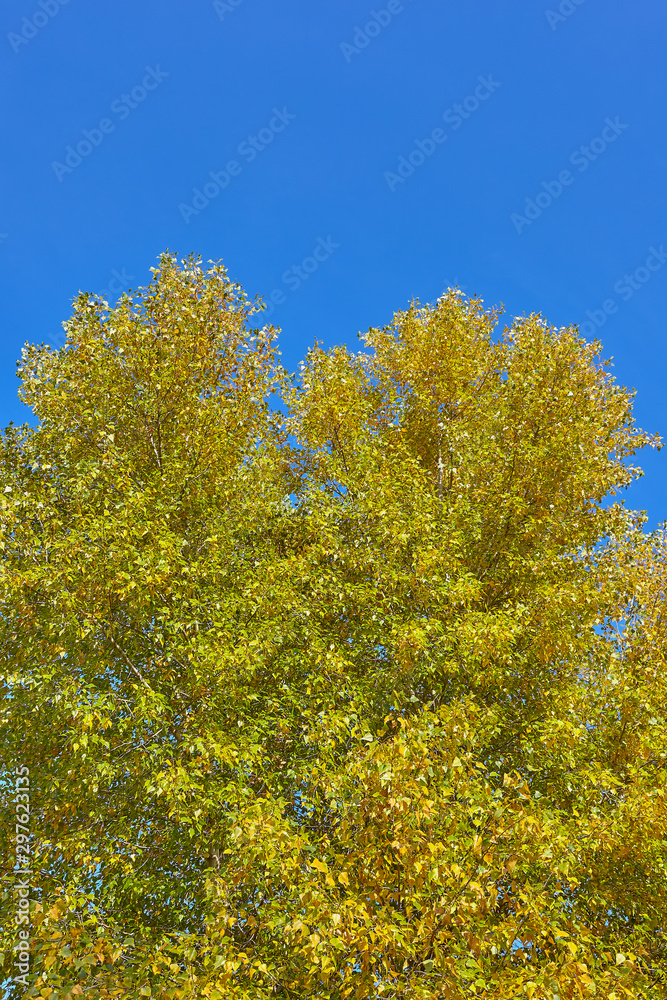 Autumn landscape. Colourful top of a tree on the background of blue sky.